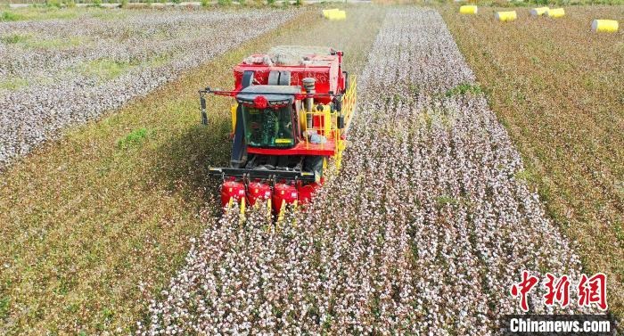 采棉機正在采收棉花，猶如在五線譜上跳動的音符，正在演奏豐收的樂章?！∷谓?攝