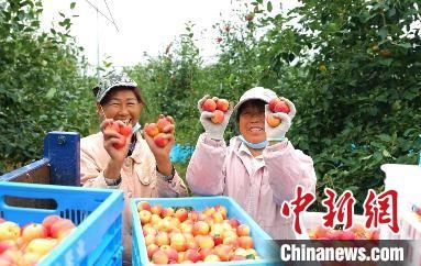 圖為興安盟沙果迎豐收?！】朴仪捌煳麄鞑抗﹫D