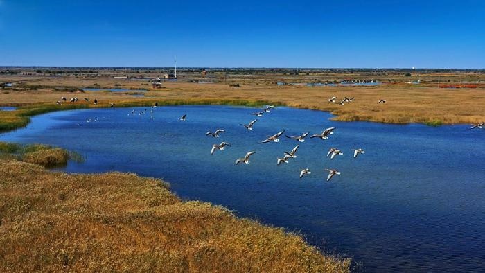 △黃河三角洲擁有天然蘆葦270平方公里，是東北亞內(nèi)陸和環(huán)西太平洋鳥類遷徙重要的“中轉(zhuǎn)站”、越冬地和繁殖地。(總臺(tái)央視記者李煒、程鋮拍攝)
