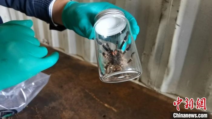 張家港海關(guān)工作人員截獲捕鳥蛛?！⊥踅〕?攝