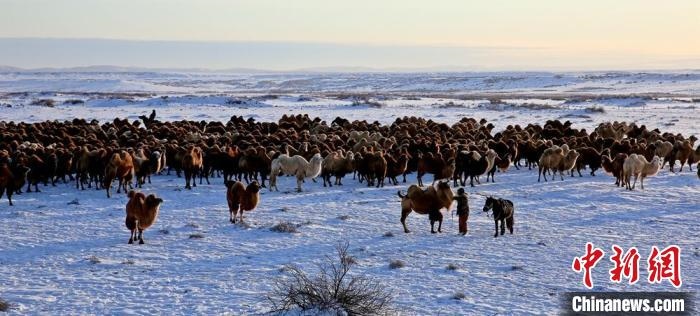 進(jìn)入冬季，駱駝在戈壁灘上散養(yǎng)。　郭靜琨 攝