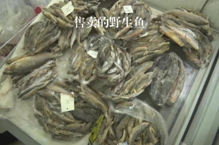 2021年12月6日，督察組現(xiàn)場隨機抽查發(fā)現(xiàn)，保護區(qū)附近餐館仍然存在非法經營野生河魚的問題