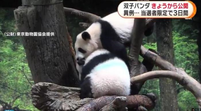 12日，日本東京上野動物園的旅日雙胞胎熊貓開始同游客見面。(圖片來源：日本富士電視臺視頻截圖)