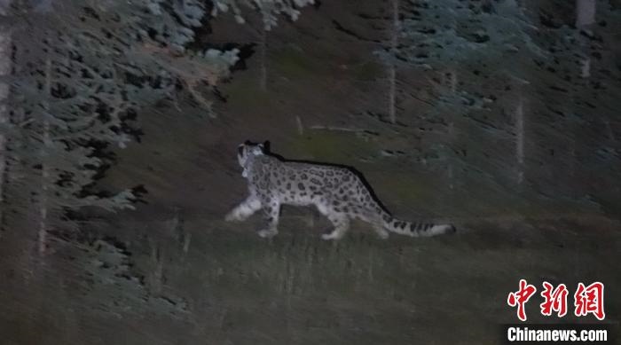 圖為被放歸自然的雪豹(資料圖)?！?nèi)蒙古林草局供圖。