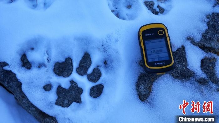 圖為疑似放歸雪豹的足跡(資料圖)?！?nèi)蒙古賀蘭山國家級自然保護區(qū)供圖
