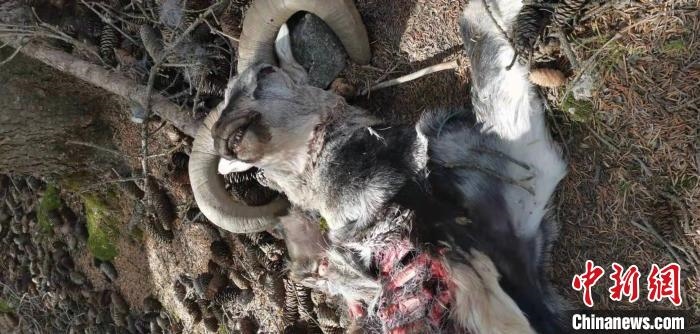 圖為疑似雪豹捕食巖羊的殘骸(資料圖)?！?nèi)蒙古賀蘭山國家級自然保護區(qū)供圖