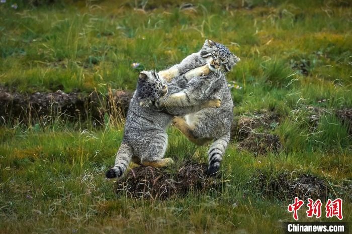 圖為作品《難分伯仲》?！〗股?攝