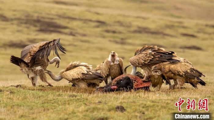 圖為作品《聚會》?！℃夭疾夭爬?攝