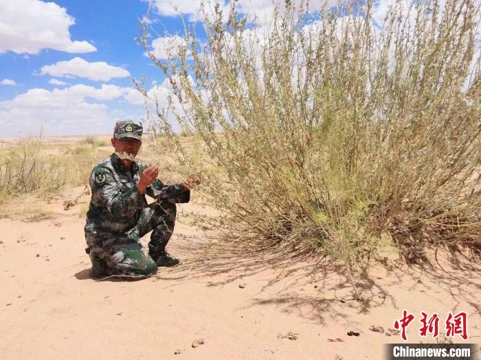 圖為謝寶民查看梭梭長勢(shì)?！∈茉L者供圖