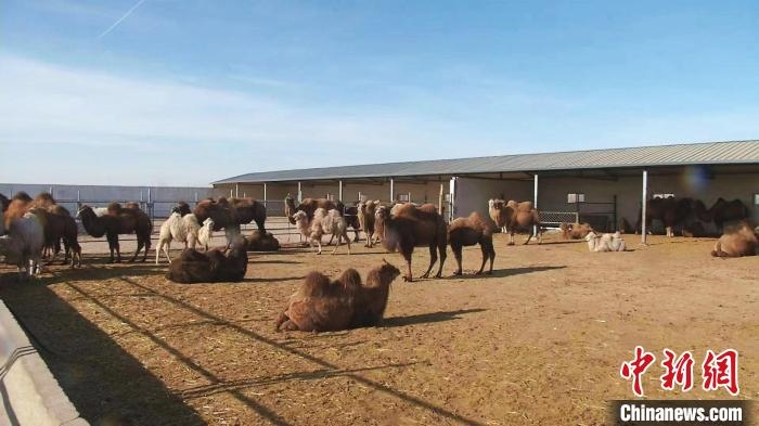 圖為額濟納旗駝奶產(chǎn)業(yè)基地。　王長梅 攝