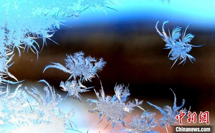 玉樹瓊枝盈滿窗。　孫書程 攝