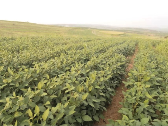 1648440680652792.png 黃合少鎮(zhèn)蘇計村小雜糧加工基地簡介(4)(1)354.png