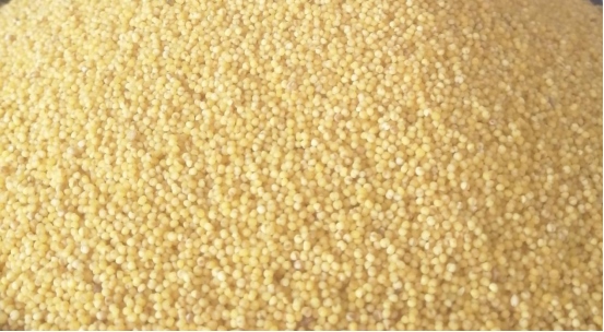 1648440688119352.png 黃合少鎮(zhèn)蘇計村小雜糧加工基地簡介(4)(1)560.png