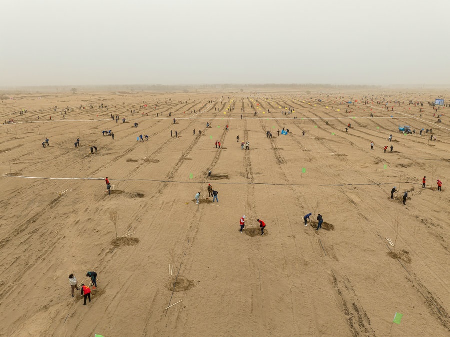 在高力板鎮(zhèn)花道卜和沙木嘎嘎查治理區(qū)，廣大干部群眾手植新綠，播種希望 （攝影：包寶音德力格爾）.JPG