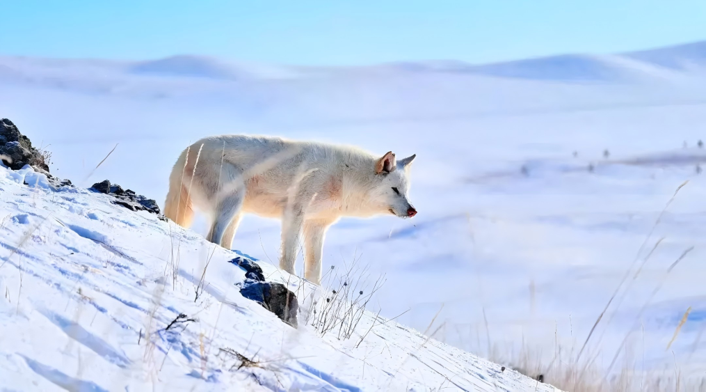 1768220712105100.png 202601105368a38e2935472995e2d11b297f0446_8b3108e506a746d3b2f91b14c8a7bc47.png