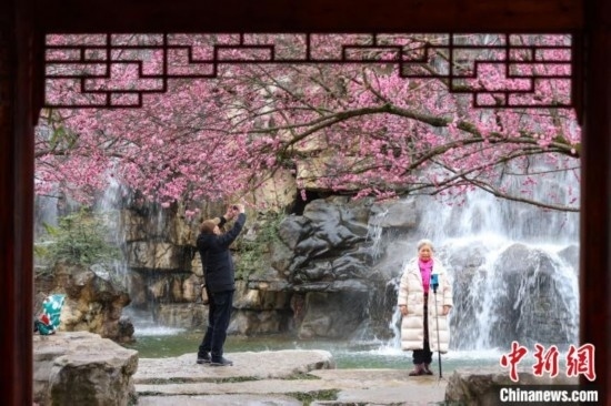 2月23日，市民在乾藝梅園景區(qū)觀賞拍攝綻放的梅花。瞿宏倫 攝