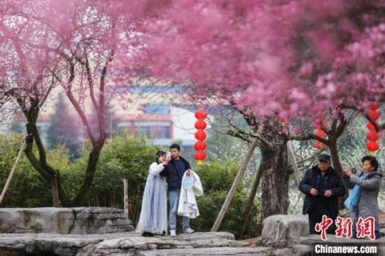 2月23日，市民在乾藝梅園景區(qū)觀賞綻放的梅花。瞿宏倫 攝