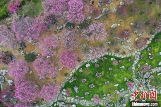 2月23日，航拍乾藝梅園景區(qū)綻放的梅花。瞿宏倫 攝