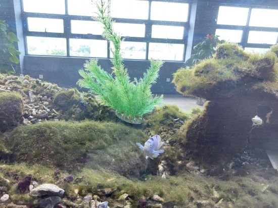 圖為寶鋼湛江鋼鐵水控中心，觀賞海魚在鋼渣漁礁里游動