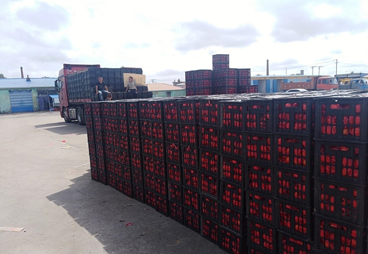 　　外銷(xiāo)的蔬菜在市場(chǎng)等待拉運(yùn)。受訪(fǎng)者供圖