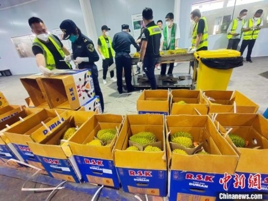 圖為海關(guān)關(guān)員對進口榴蓮進行查驗。黃艷梅 攝