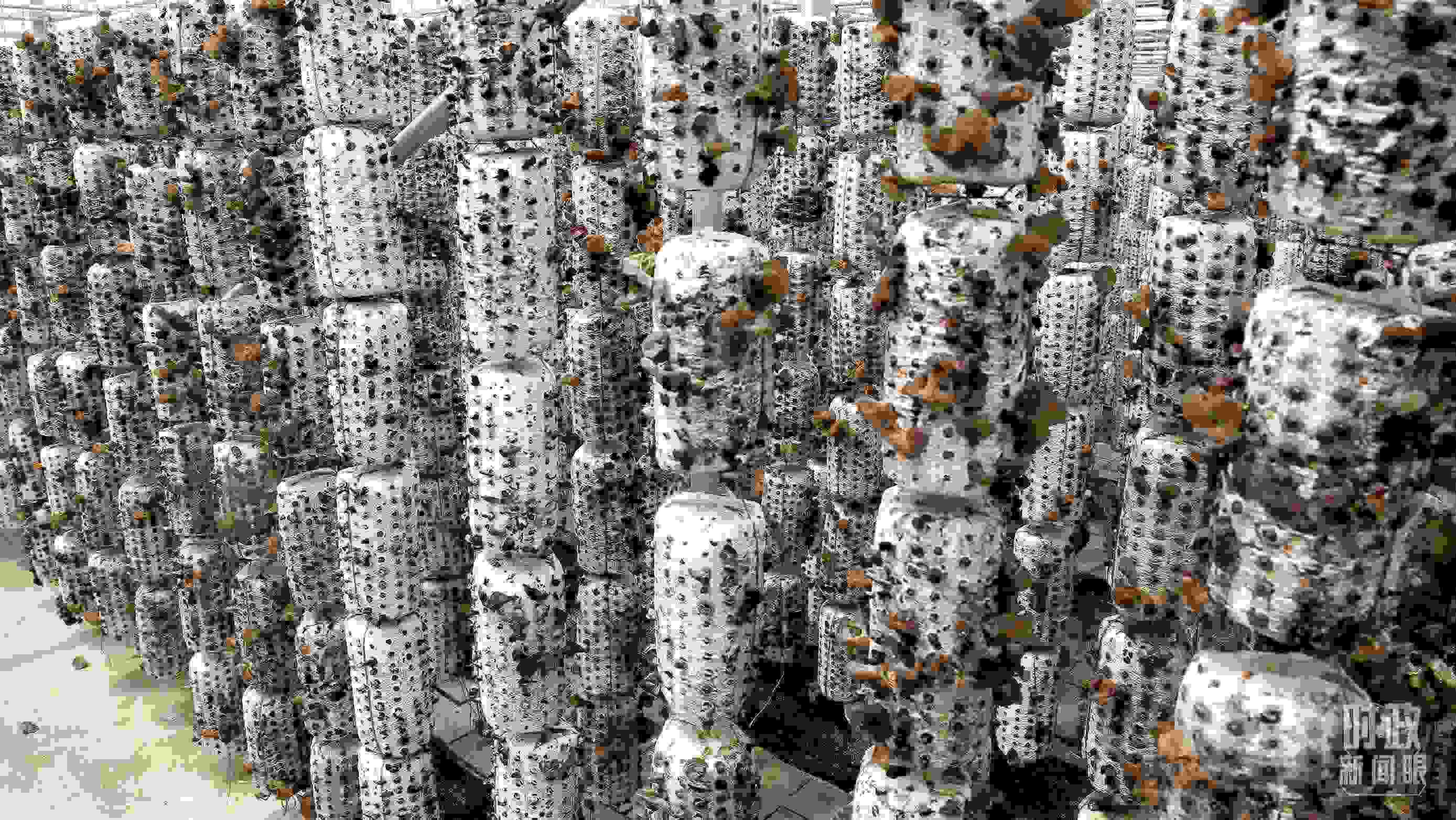 △金米村的小木耳、大產(chǎn)業(yè)。（圖／視覺中國）