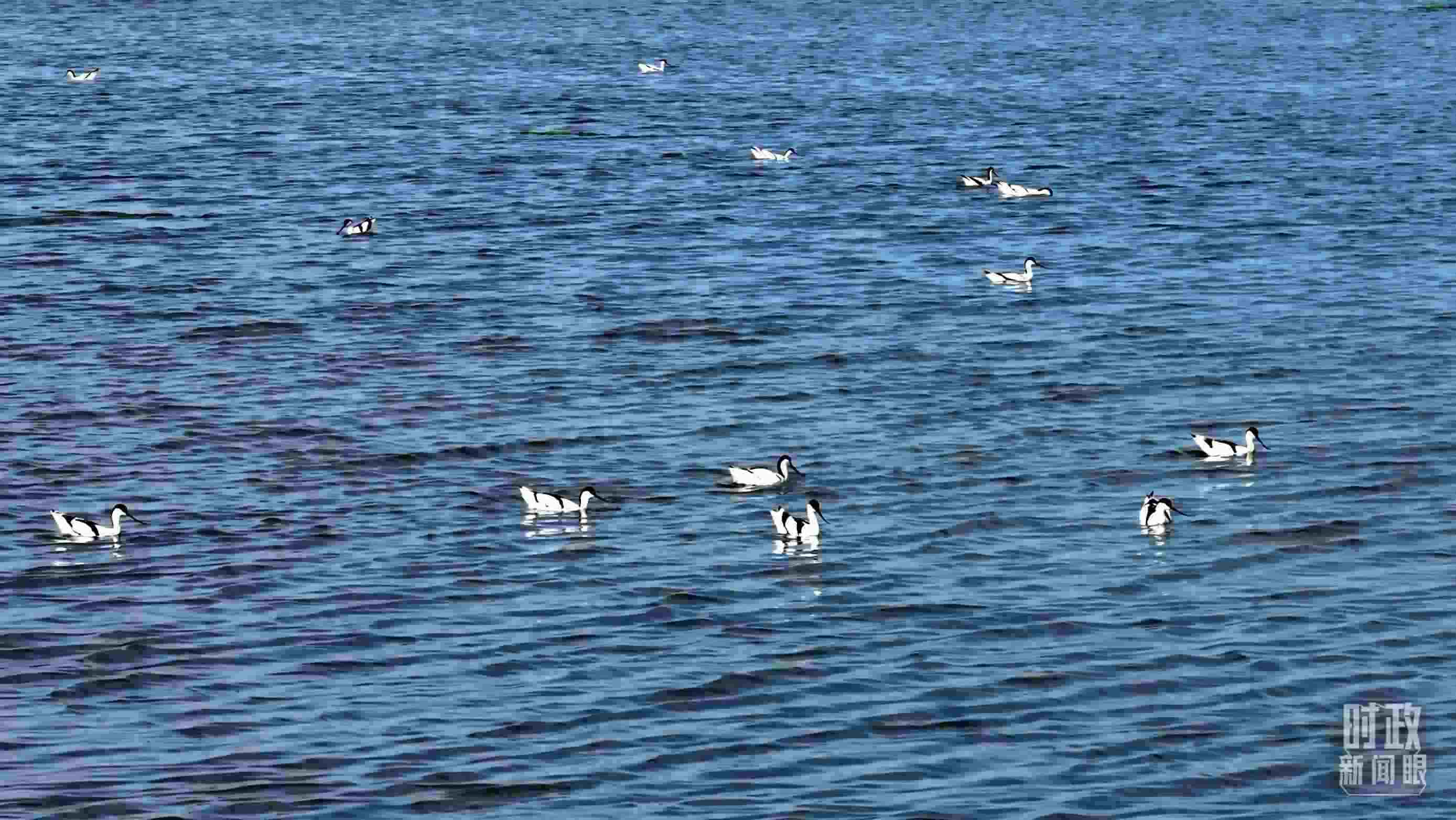 △鹽湖棲息的鳥類。（總臺記者裴大偉、康曉宇拍攝）