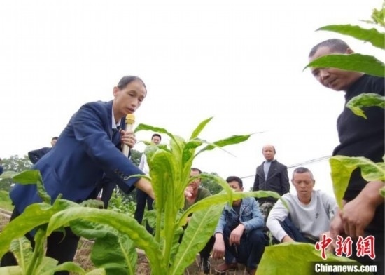 “鄉(xiāng)村學堂”田間現(xiàn)場教學。(資料圖) 唐濤華 攝