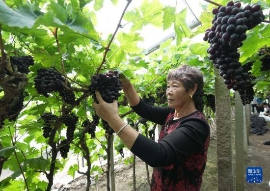 5月26日，唐山市海港經(jīng)濟(jì)開發(fā)區(qū)王灘鎮(zhèn)趙灘村農(nóng)民在大棚內(nèi)采摘葡萄。