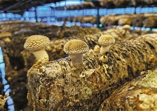 龍游數(shù)智大棚種植的花菇。 記者 祝梅 攝