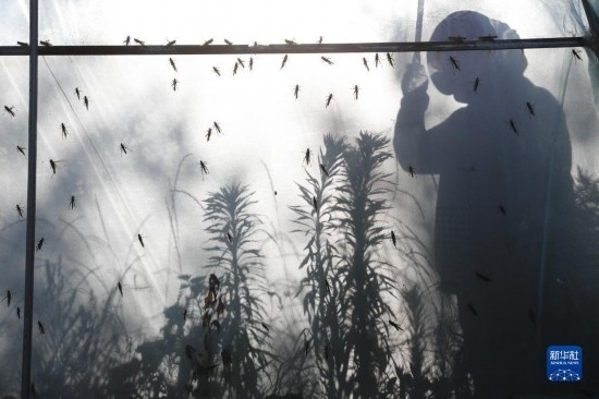 6月21日，山東省樂陵市西段鄉(xiāng)岔河村東亞飛蝗養(yǎng)殖基地的養(yǎng)殖戶在大棚內忙碌。新華社記者 范長國 攝