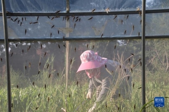 6月21日，山東省樂陵市西段鄉(xiāng)岔河村東亞飛蝗養(yǎng)殖基地的螞蚱養(yǎng)殖戶在割草。新華社記者 范長國 攝