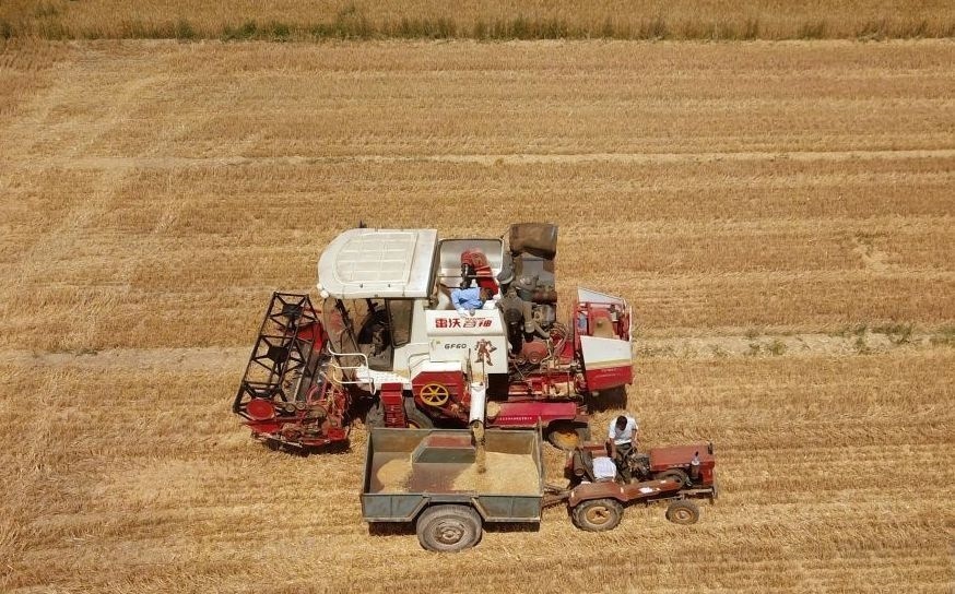 2023年6月14日，在山東省臨邑縣林子鎮(zhèn)，聯(lián)合收割機(jī)在收獲小麥。