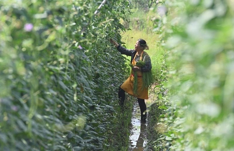 2023年6月15日，在廣西柳州市鹿寨縣中渡鎮(zhèn)石墨村，村民在高標(biāo)準(zhǔn)農(nóng)田里采收豆角。