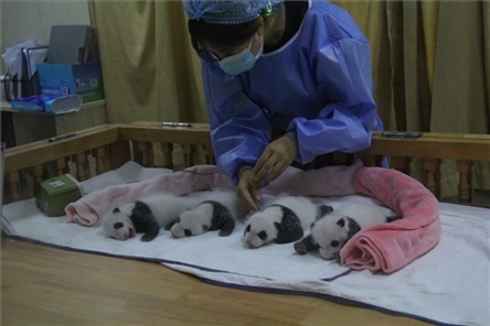 成都大熊貓繁育研究基地成立于1987年，先后攻克了大熊貓人工飼養(yǎng)與管理、繁殖與育幼、疾病防控與種群遺傳管理等關(guān)鍵技術(shù)難題，建成全球最大的大熊貓人工繁育遷地保護(hù)種群，數(shù)量達(dá)230余只。（圖片來源：成都大熊貓繁育研究基地網(wǎng)站）