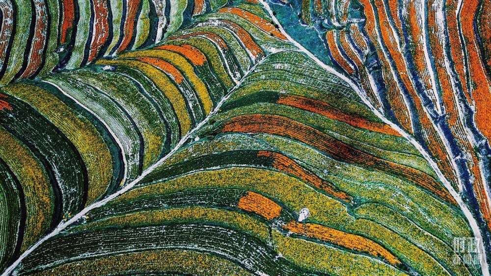 寧夏彭陽(yáng)縣。萬(wàn)壽菊與格桑花盛開(kāi)在錯(cuò)落的山間梯田上。（總臺(tái)國(guó)廣記者李晉拍攝）