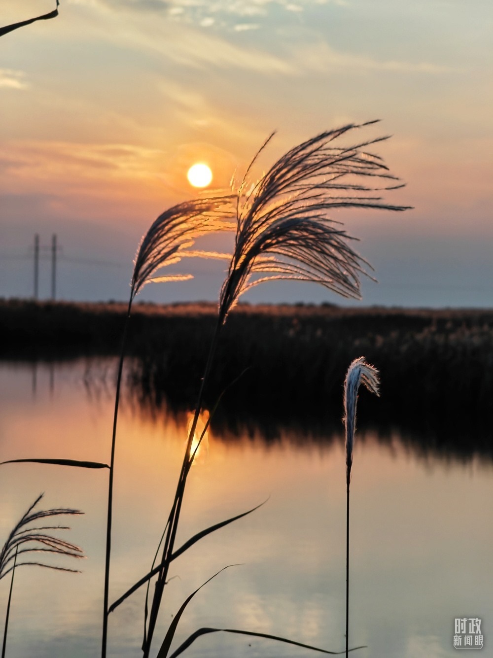 2021年10月，習(xí)近平赴山東東營(yíng)考察黃河入海口。黃河三角洲濕地，蘆葦飄蕩。（總臺(tái)央視記者彭漢明拍攝）