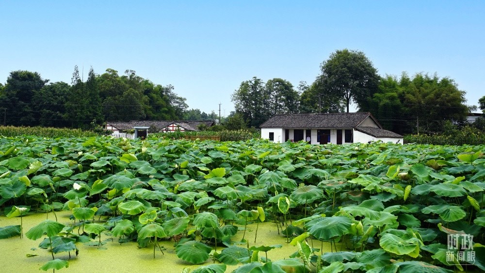 四川眉山，永豐村荷塘。2022年6月，習(xí)近平曾到此調(diào)研鄉(xiāng)村振興情況。（總臺(tái)央廣記者潘毅拍攝）