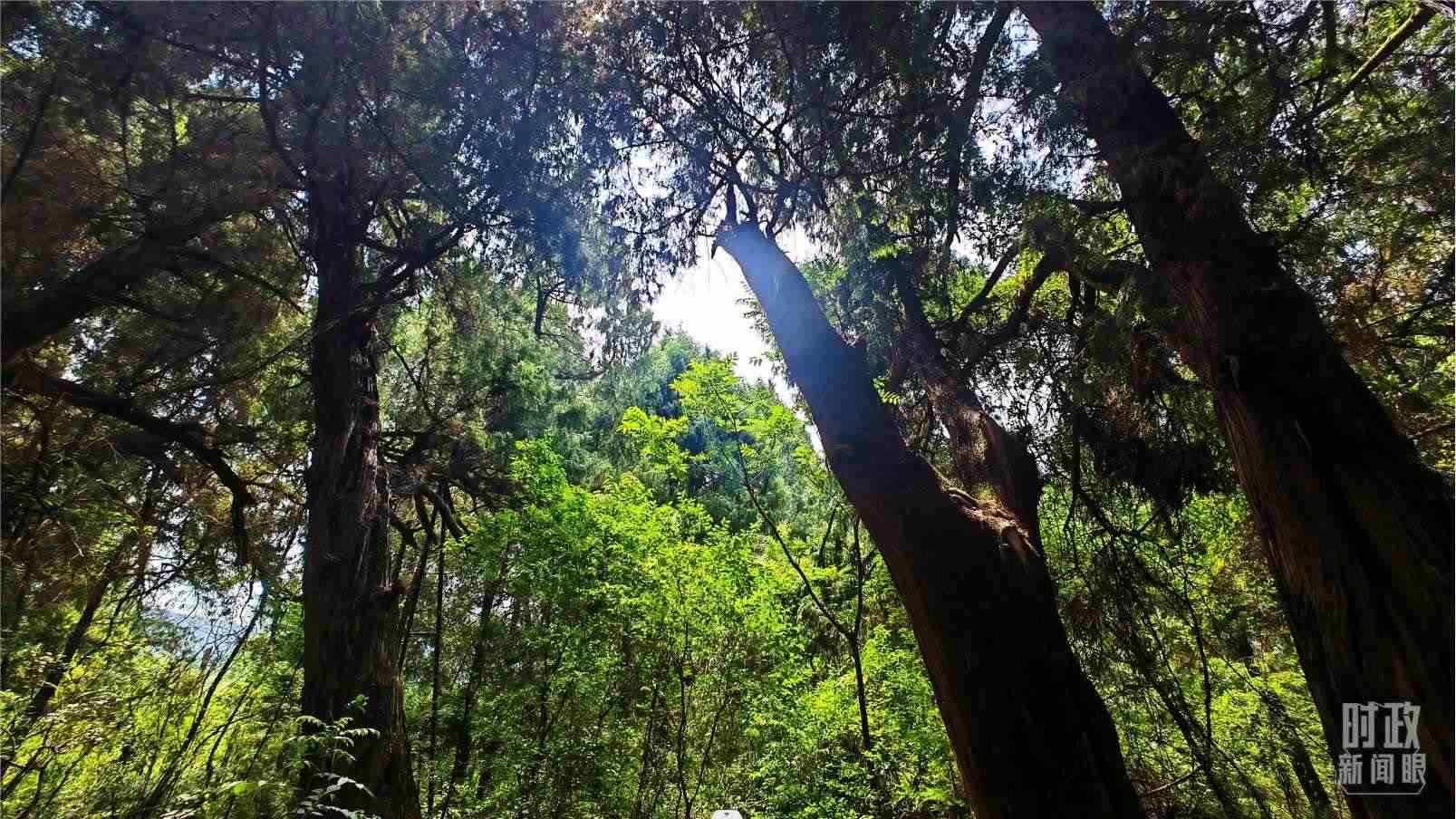 △翠云廊內(nèi)，古柏郁郁蔥蔥。（總臺央視記者程鋮拍攝）