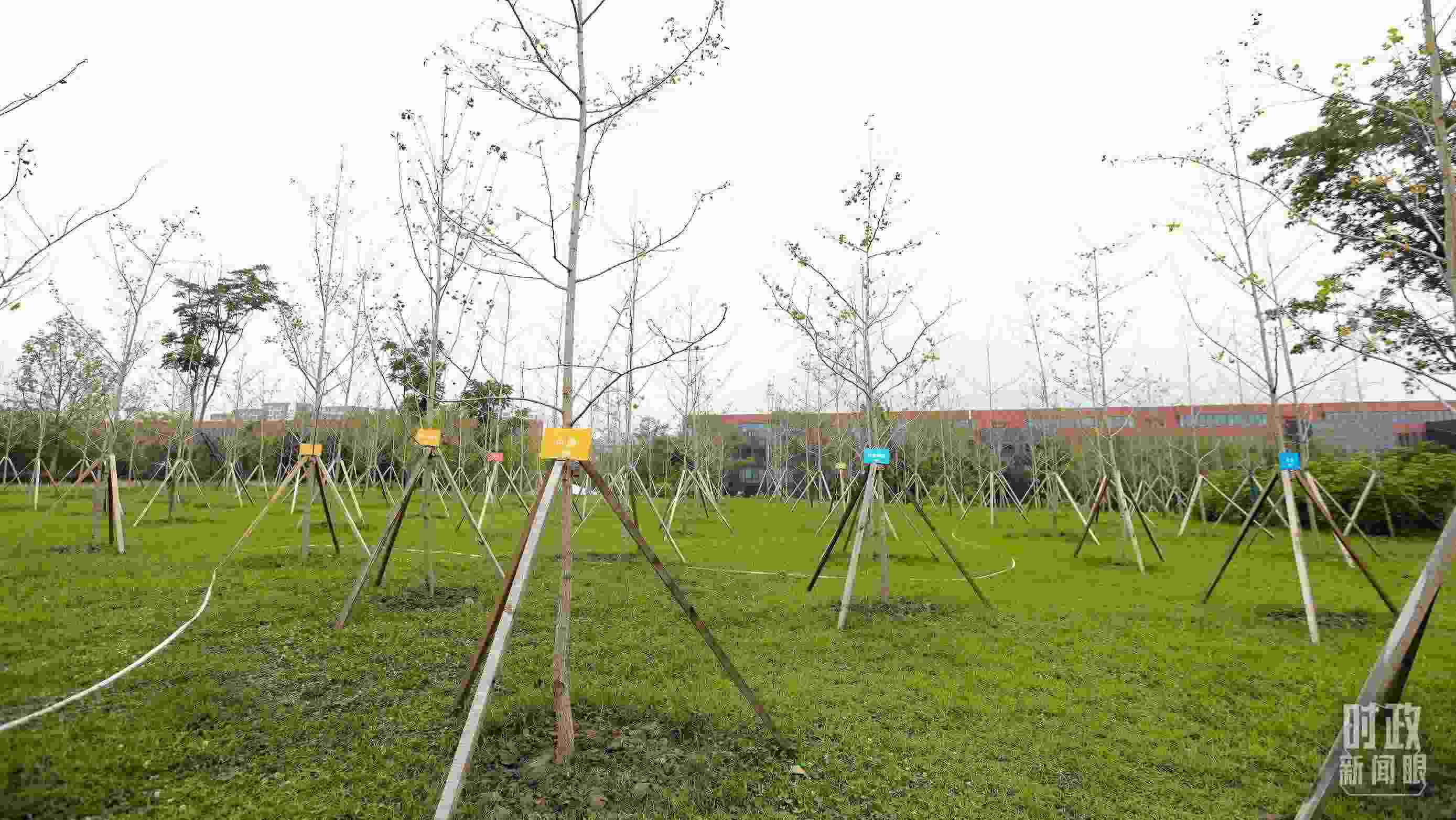 成都大運(yùn)村內(nèi)專(zhuān)門(mén)種植了友誼林，各國(guó)代表團(tuán)都可認(rèn)領(lǐng)。