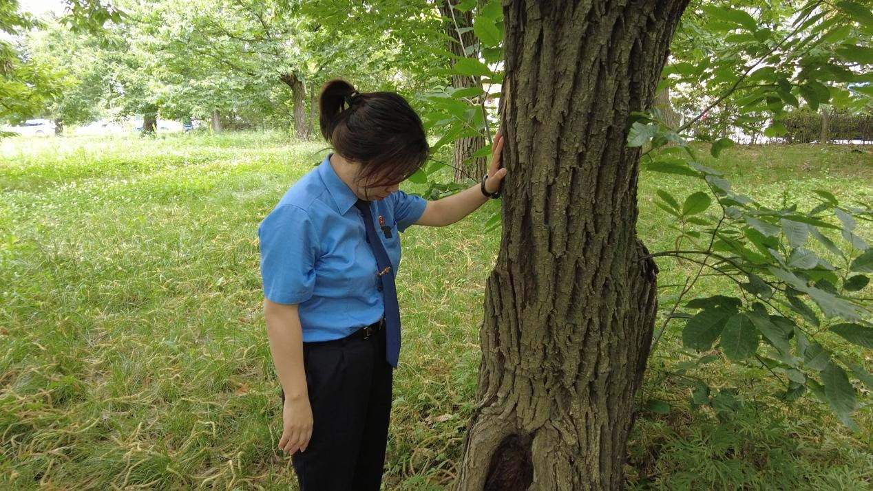 惠琳琳仔細(xì)查看古樹生長(zhǎng)近況。人民網(wǎng) 黨童攝