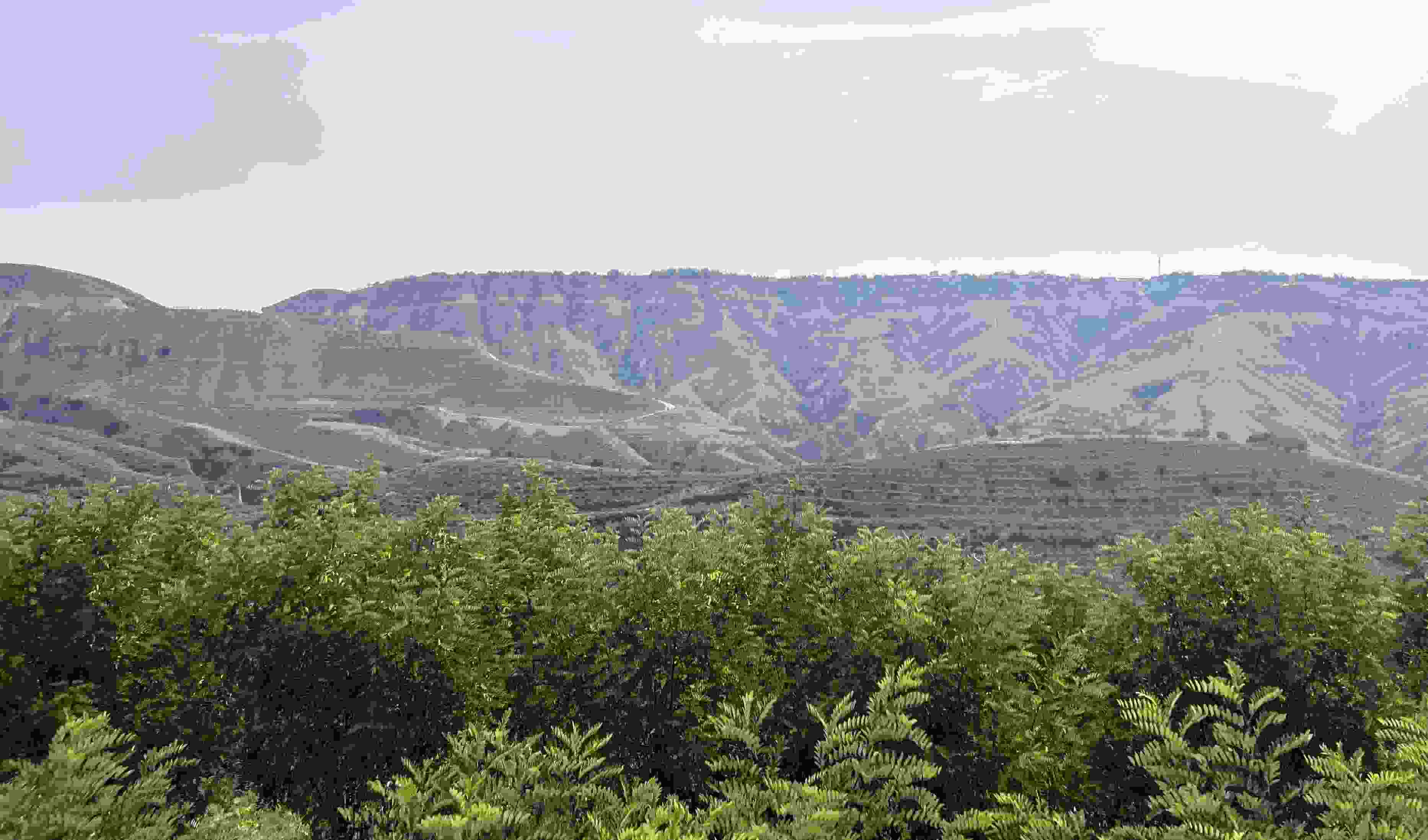 吳堡縣沿黃生態(tài)林。人民網(wǎng)記者 王連香攝