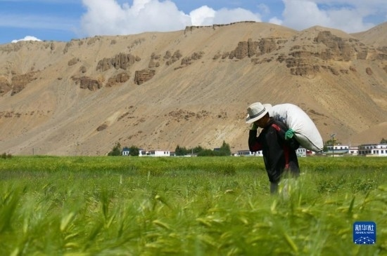 8月12日，西藏阿里地區(qū)普蘭縣赤德村村民在青稞田里勞作。