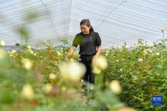 8月17日，吉林省德惠市朱城子鎮(zhèn)沿河村程雪家庭農(nóng)場的負(fù)責(zé)人楊雪在查看玫瑰花長勢。新華社記者 張楠 攝