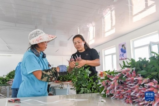 8月17日，吉林省德惠市朱城子鎮(zhèn)沿河村程雪家庭農(nóng)場的負(fù)責(zé)人楊雪（右）指導(dǎo)農(nóng)民修剪玫瑰花。新華社記者 張楠 攝