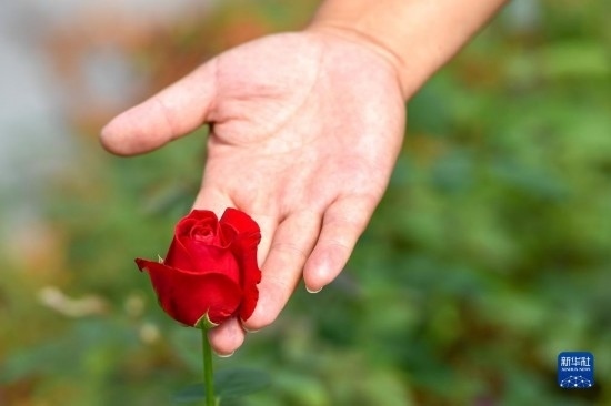 8月17日，吉林省德惠市朱城子鎮(zhèn)沿河村程雪家庭農(nóng)場的負(fù)責(zé)人楊雪在查看玫瑰花長勢。新華社記者 張楠 攝