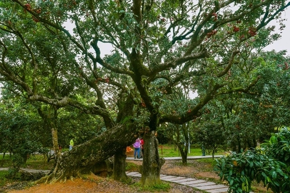高州市根子鎮(zhèn)柏橋村古荔枝種植園。丘立賀攝