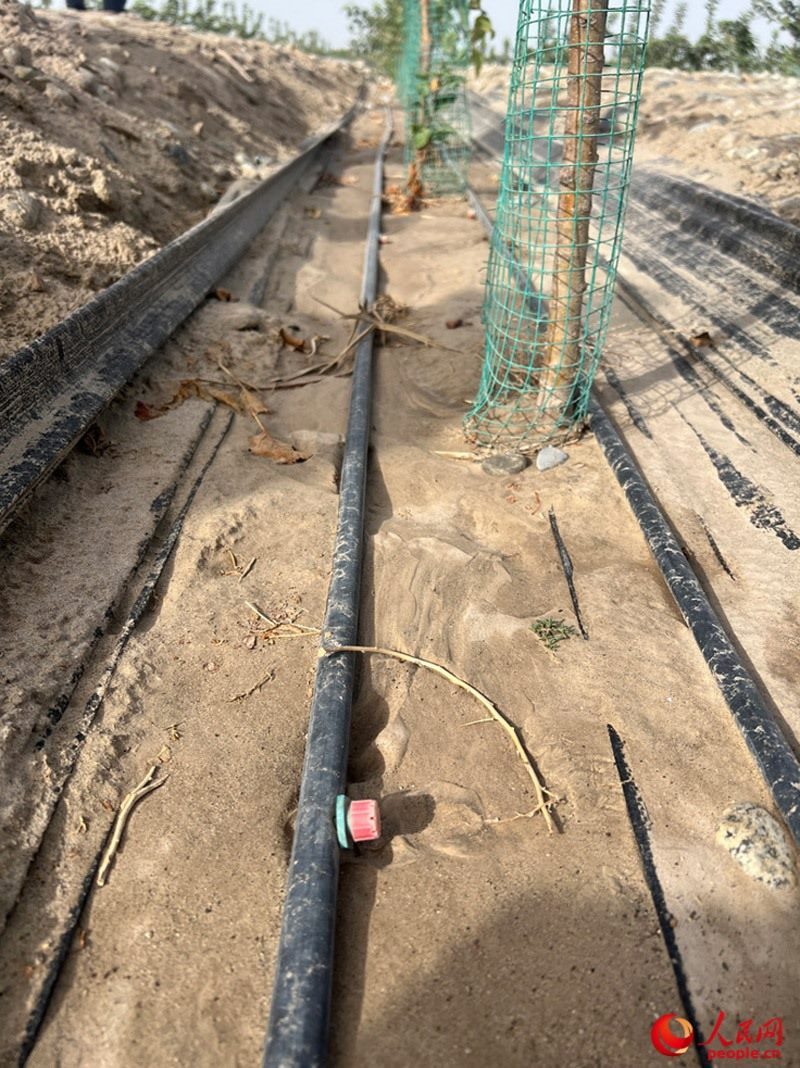 水肥一體化滴灌技術(shù)，可極大節(jié)約用水量。人民網(wǎng)記者 常雪梅攝