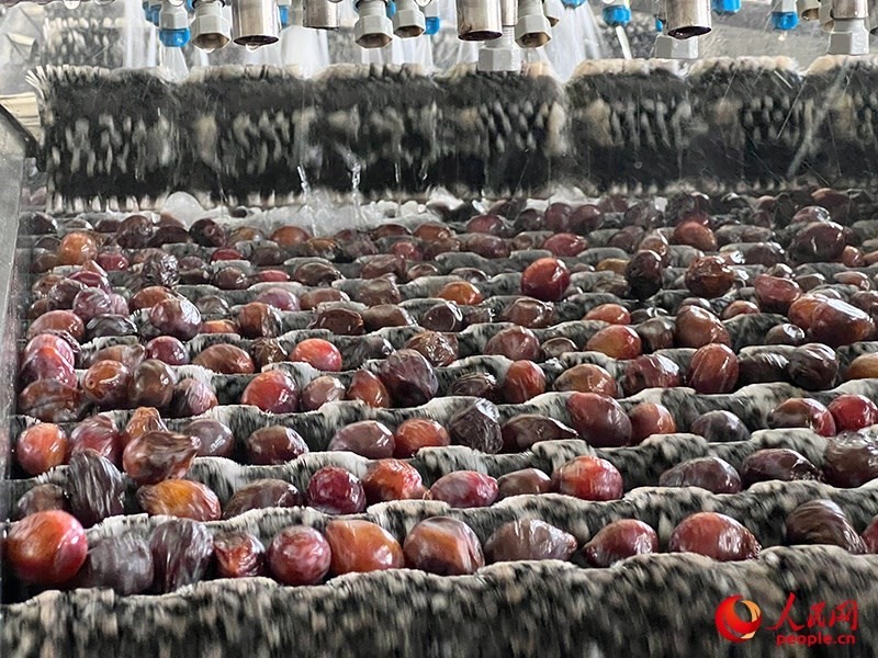 清洗西梅。人民網(wǎng)記者 常雪梅攝