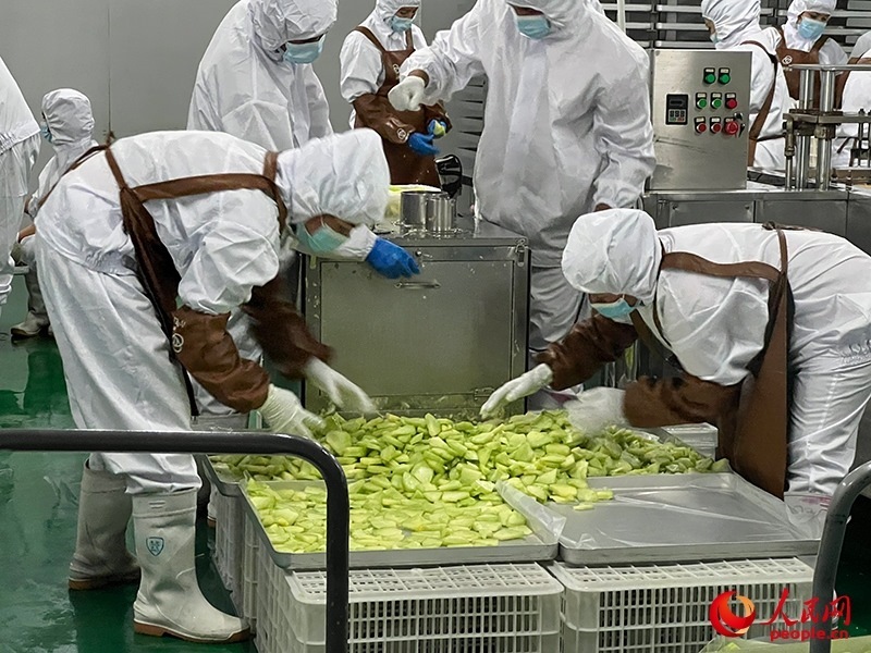 切片哈密瓜將被做成凍干食品。人民網(wǎng)記者 常雪梅攝